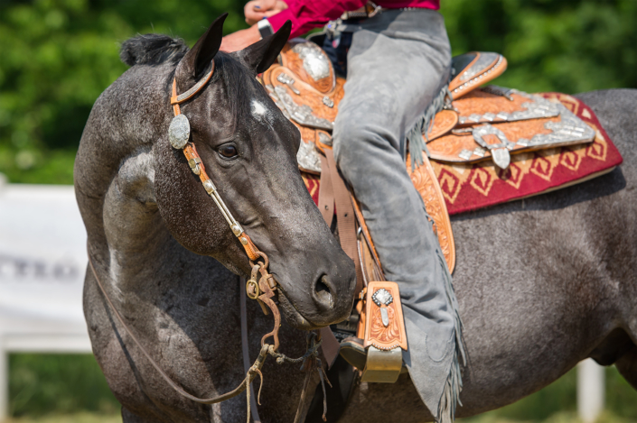 horse-shows-here-for-horses