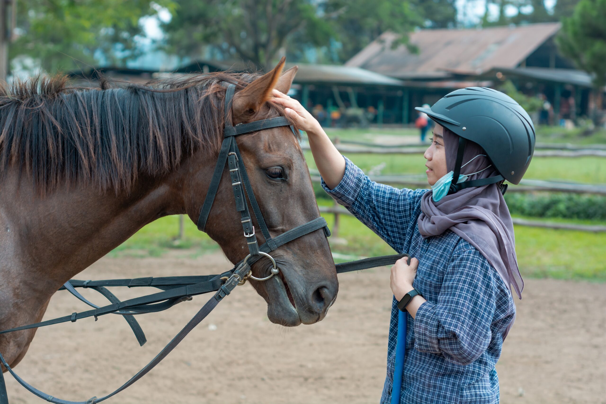 grooming a horse